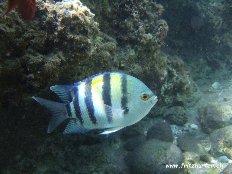 Abudefduf vaigiensis (Indopazifischer Feldwebelfisch)